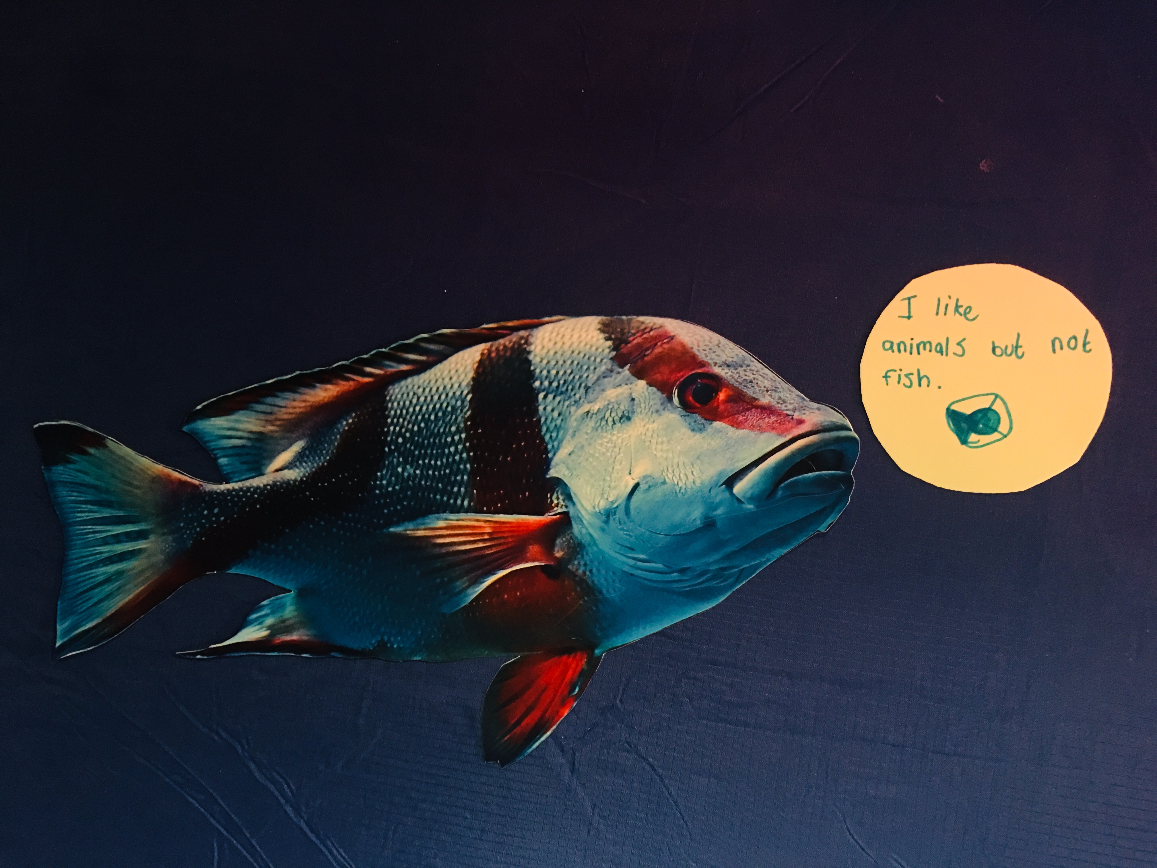Fish with thought bubble that reads "I like animals but not fish"