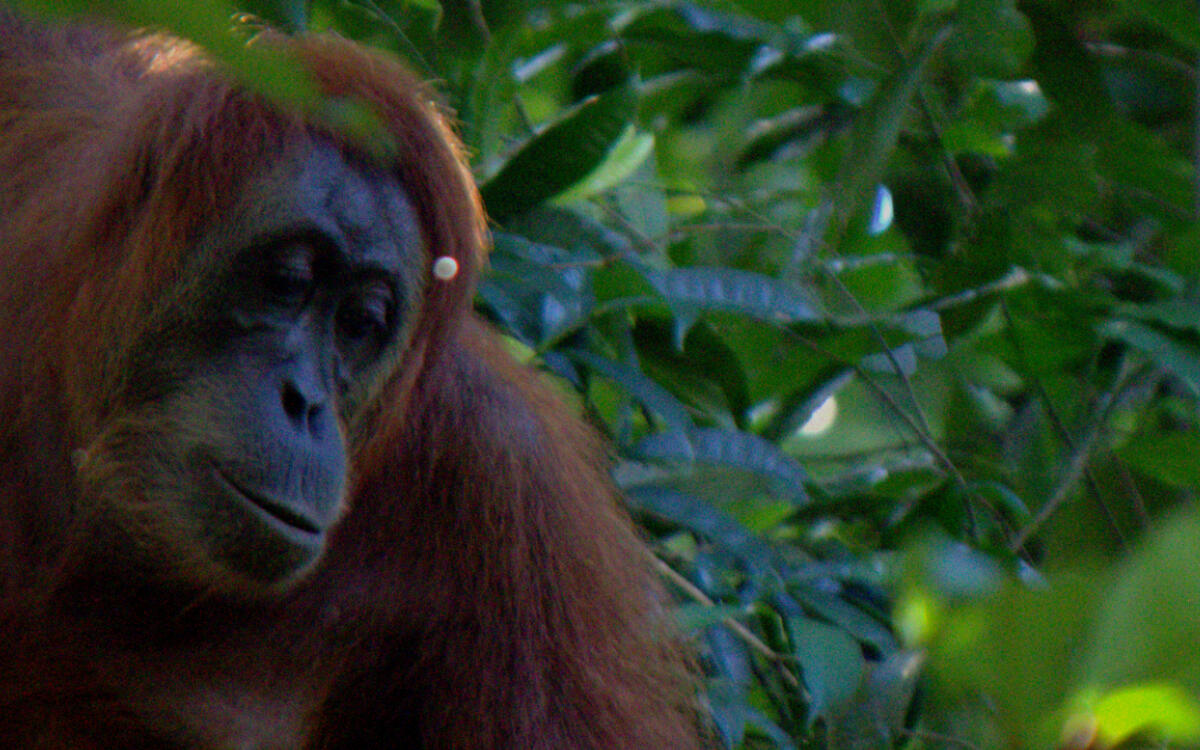 An orangutan in Bukit Lawang, Sumatra, July 2016.