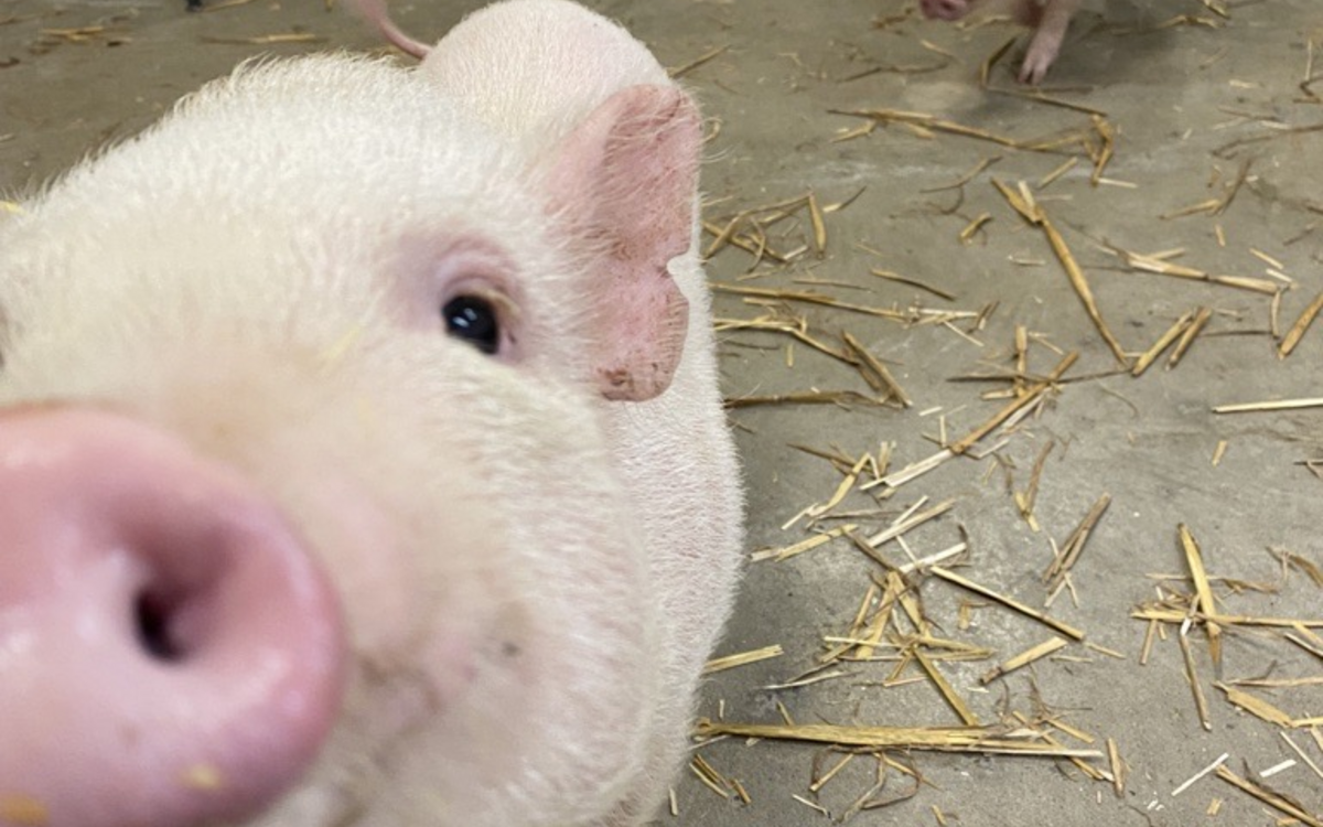 Photo of one laboratory pig with inquisitive nose close to the camera, and another in the distance