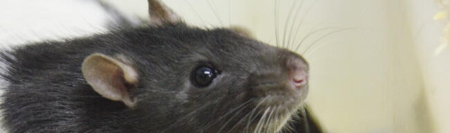 Image of laboratory rat