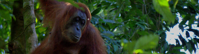 An orangutan in Bukit Lawang, Sumatra, July 2016.