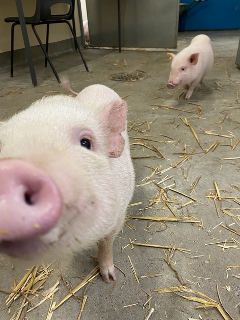 Photo of one laboratory pig with inquisitive nose close to the camera, and another in the distance