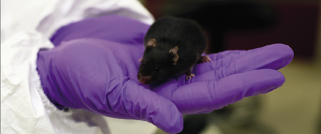 a brown mouse being held in a gloved hand by someone wearing a lab coat