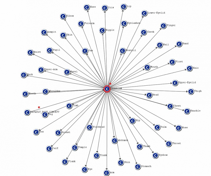 File:D51 App b classhumanbody.jpg